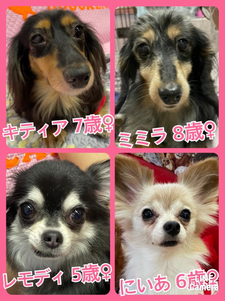 🐾今日の里親様募集中ワンコ🐶メンバーです🐾2021,8,10